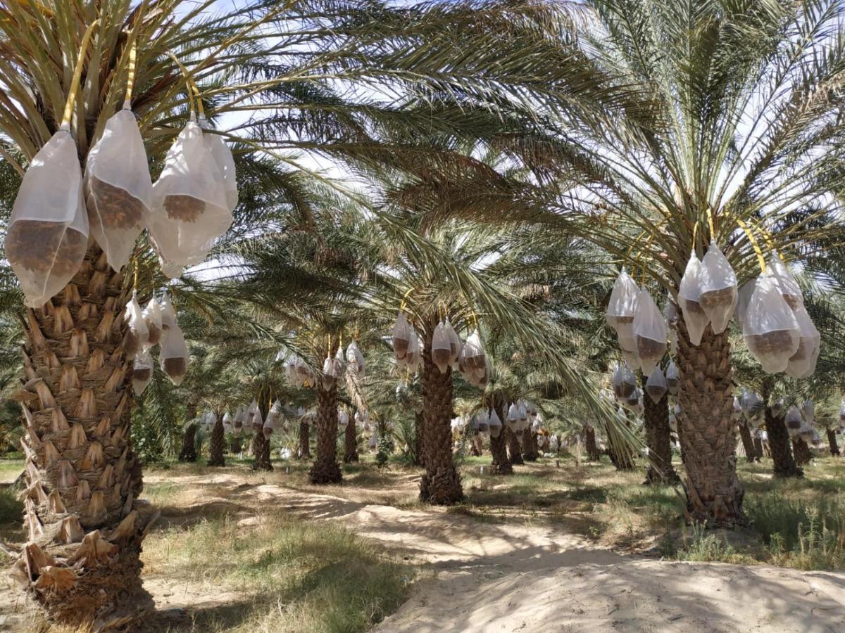 Grand Sud, la maison de sable Douz Extérieur photo